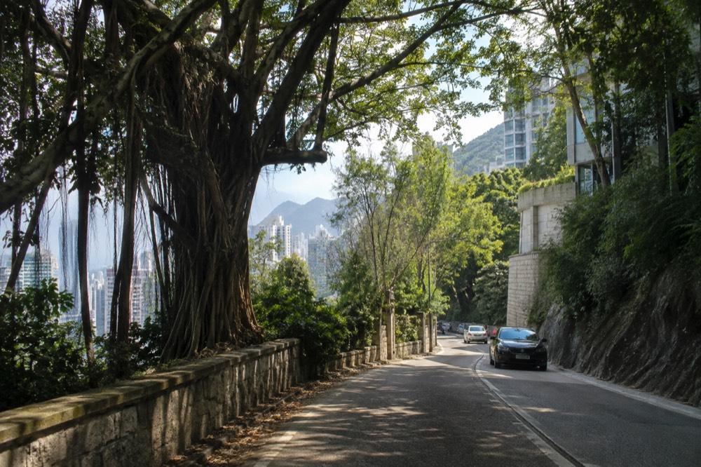 A flat narrow road winding through trees with glimpses of a city skyline between branches